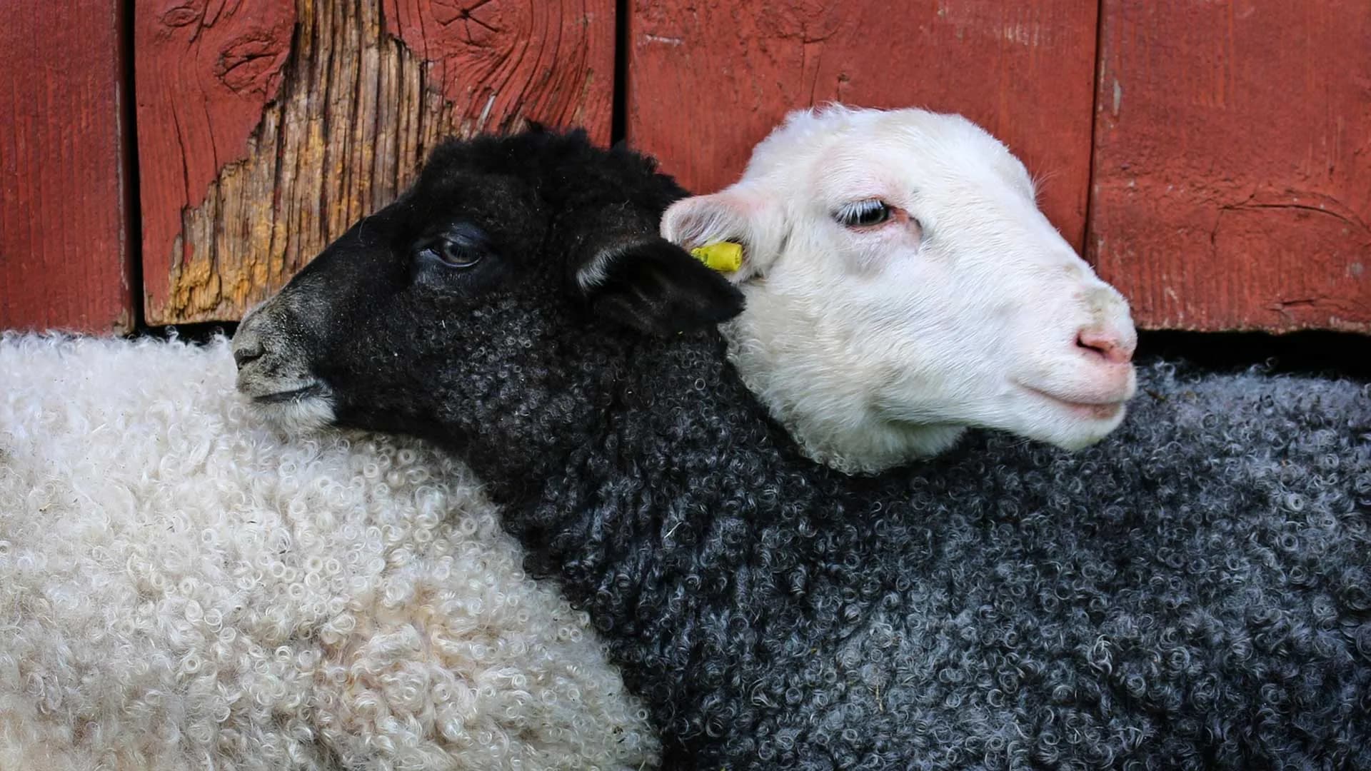 Schapen in een weiland in de ochtendmist