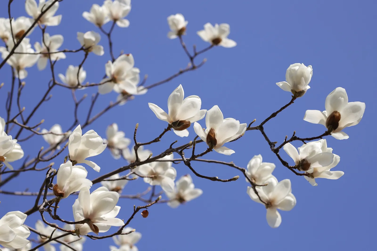 Witte magnoliabloesem tegen een blauwe lucht