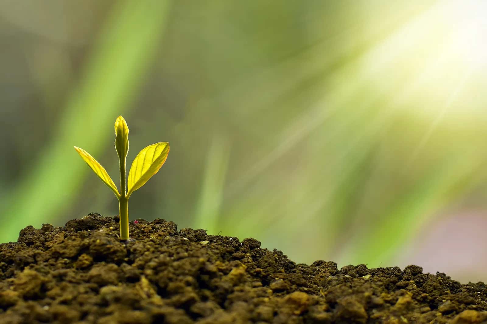 Foto bij ‘Zaadje geplant’